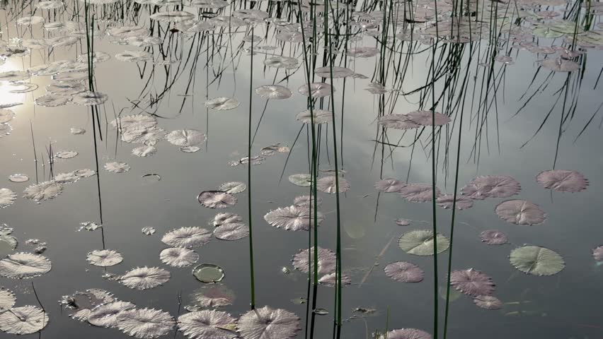 Lily Pads Floating on Calm Pond with Reflected Reeds