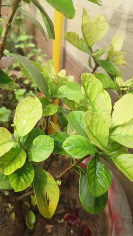 Soft green leaves of the plant