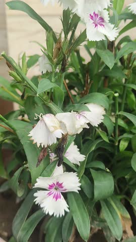 Beautiful white flower of the plant