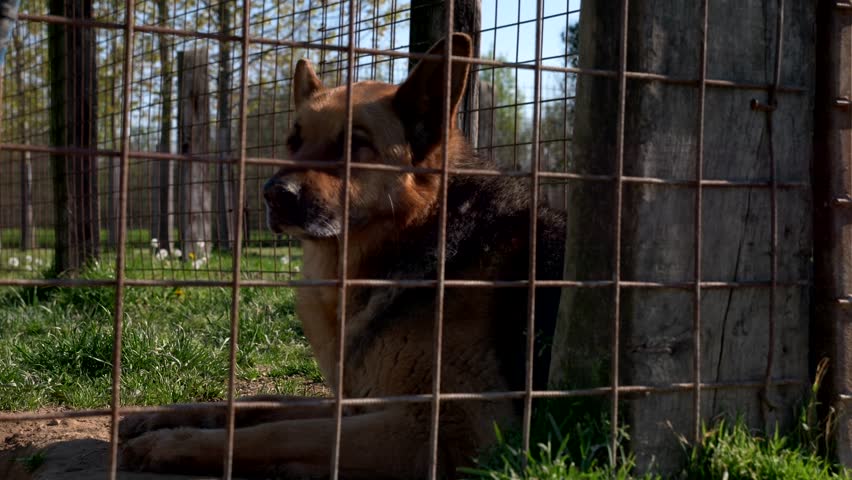 Wolfdog locked in a cage in the kennel. Slow motion 4K