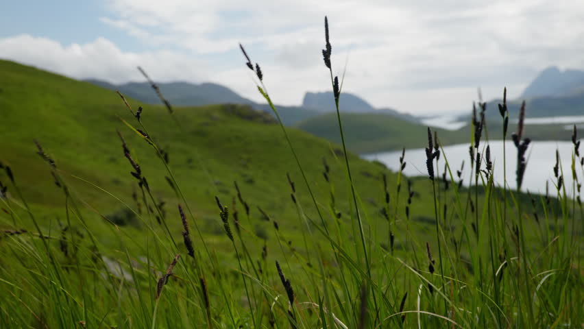 Tall summer grass seed heads sway in the foreground with rolling green hills and a narrow fjord beyond.