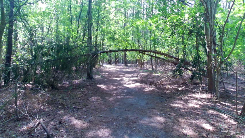 Forest path with fallen tree over pathway.