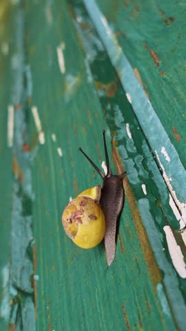 Close-up yellow-shelled snail crawling on weathered green wooden plank with peeling paint, rustic outdoor texture.