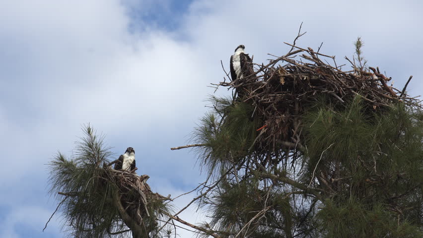 Nesting ospreys in south Florida