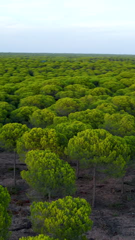 Cinematic drone shot of a dense stone pine forest stretching towards the Atlantic coast in Andalusia, Spain. Ideal for environmental and travel content.