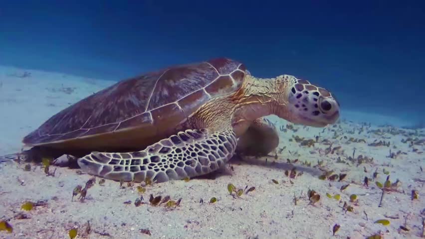 A Sea turtle underwater. Turtle biting hard stony coral. Close-up side view.