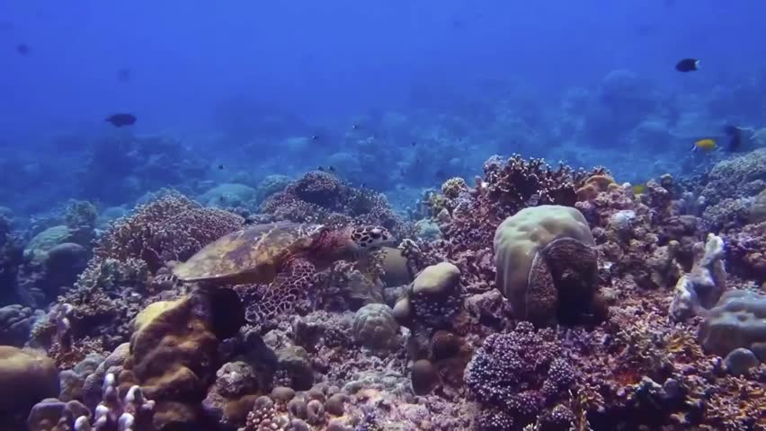 A Sea turtle underwater. Turtle biting hard stony coral. Close-up side view.