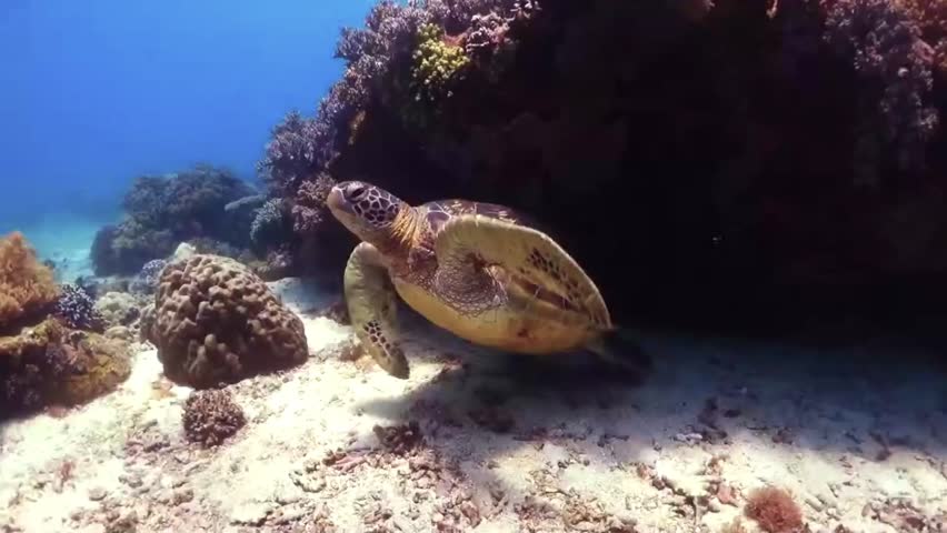 A Sea turtle underwater. Turtle biting hard stony coral. Close-up side view.