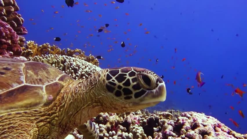 A Sea turtle underwater. Turtle biting hard stony coral. Close-up side view.