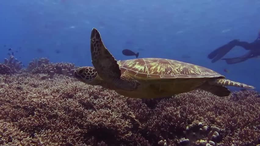 A Sea turtle underwater. Turtle biting hard stony coral. Close-up side view.