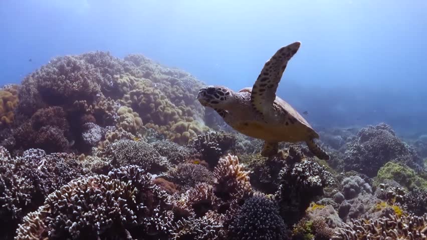 A Sea turtle underwater. Turtle biting hard stony coral. Close-up side view.