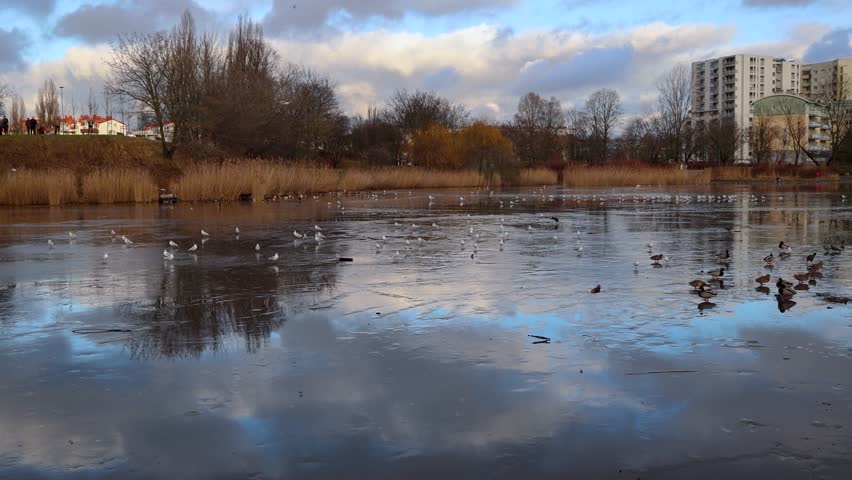 Pond in Szczesliwicki Park in Warsaw, Poland, 4k video