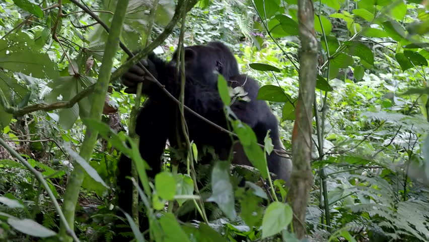 Big ape in african rainforest. A close up of Mountain gorilla (gorilla beringei beringei) in african rainforest. Gorilla eats young shoots and leaves.
