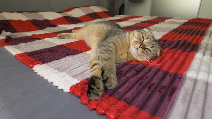 A Scottish Fold cat is lying on the bed. A purebred domestic cat is lying on the bed, stretching its paws in the apartment.