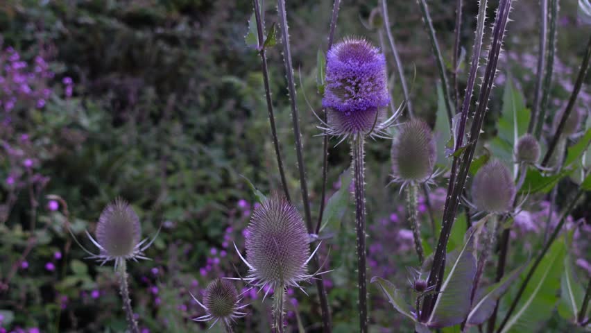 Wild teasel flowering plant with spiky purple flower heads gently swaying in wind