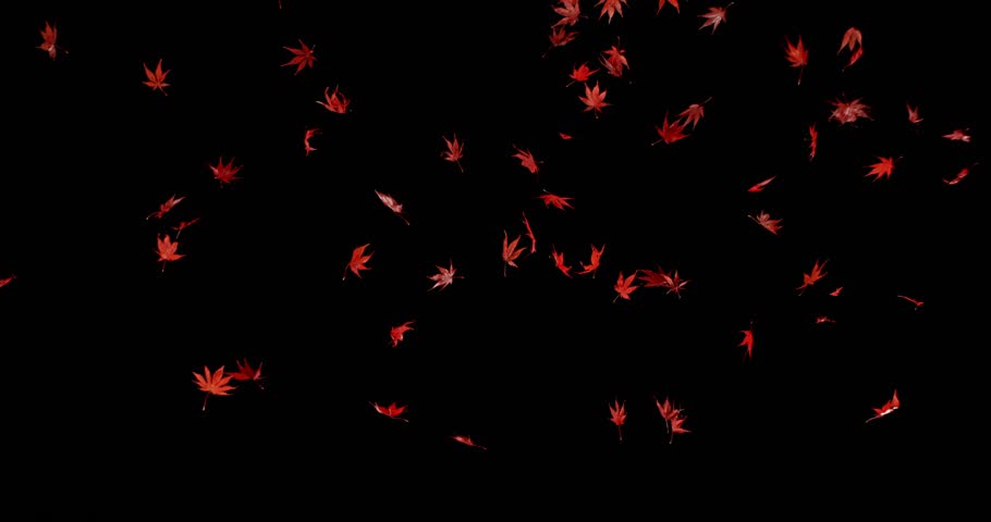 Super Slow Motion Falling Autumn Red Maple Leaves. Isolated on Black Background. Cinematic Overlay Effect for Seasonal Design, Motion Graphics, Visual Effects, or Background Transitions.