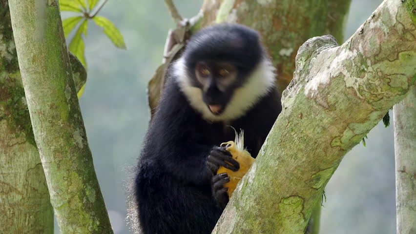 A black and white monkey close up. Black and white colobus or Mantled guereza (Colobus guereza) in african rainforest. Primate eats young shoots and leaves.
