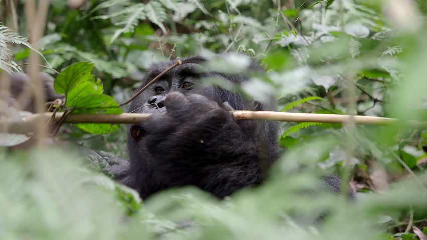 Big ape in african rainforest. A close up of Mountain gorilla (gorilla beringei beringei) in african rainforest. Gorilla eats young shoots and leaves.