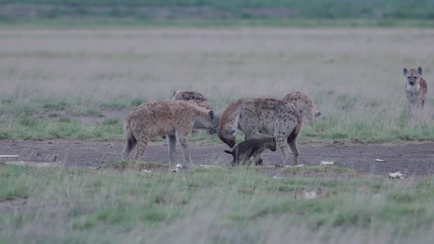 The spotted hyenas (Crocuta crocuta), hiding in dry grassland in the sunset. Also known as the laughing hyena.