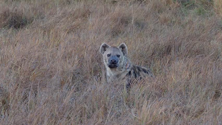 The hyena in african savannah. The spotted hyena (Crocuta crocuta), hiding in dry grassland at the sunset. Also known as the laughing hyena.