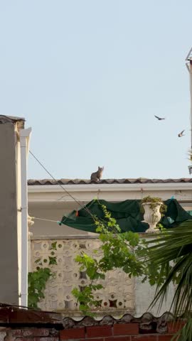 Cat Resting on Rooftop in Rural Spain
