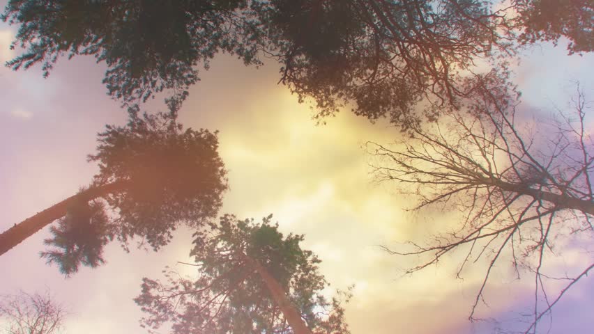 Pine trees against a bright sunset sky. View from below. A dramatic and romantic natural backdrop. Golden light filters through bare and lush branches.
