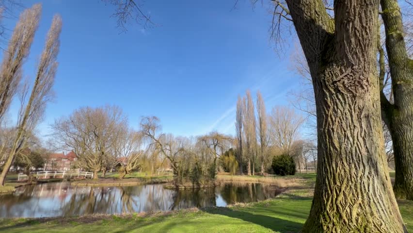 Low angle tilt up shot of willow and poplar trees near a pond moving toward branches against a clear blue spring sky