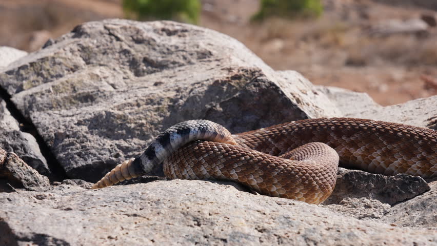 Southern California Rattlesnake Tail Rattle