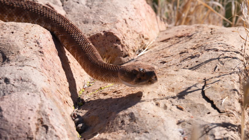 Dangerous Rattle Snake Serpent Close Up