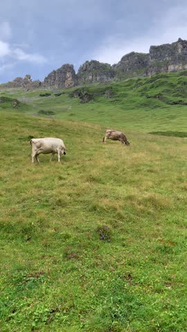 Swiss cows grazing on alpine meadow with traditional cowbells ringing