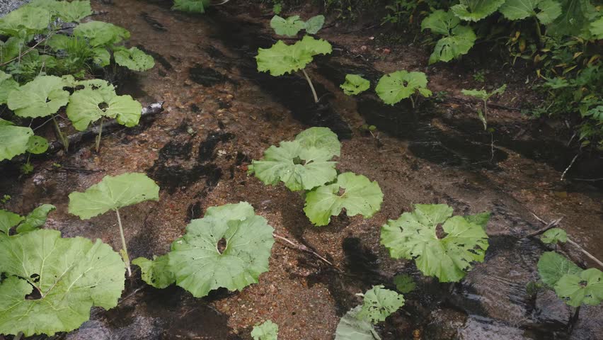 Crystal clear water flowing gently in a shallow mountain stream. Large green burdock leaves thrive along the stony bed of the creek