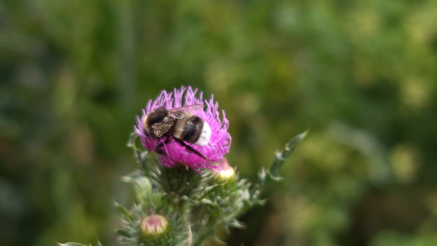 A large bumblebee sits on a bright flower and feasts on pollen, close-up