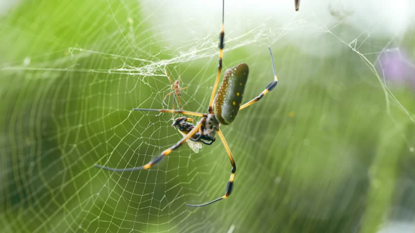 Close up of a golden orb weaver spider, also known as Trichonephila clavipes, wrapping its prey in silk on its web in Costa Rica