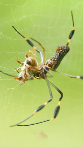 Macro shot of a golden orb spider in the Arenal Volcano National Park, Costa Rica, eating its prey, a honey bee, on its web. Vertical