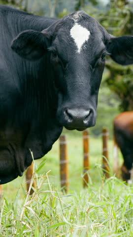 Close up of a black cow with a distinctive white heart shaped spot on its forehead grazing peacefully in a lush green pasture in Costa Rica. Vertical