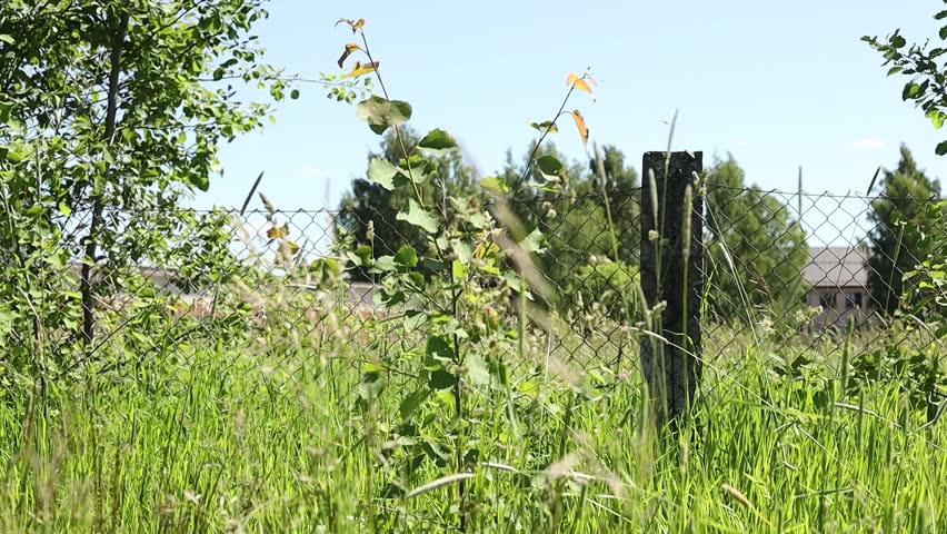 A lush green, trembling aspen sways gently in the breeze next to a fence surrounded by bright green grass on a calm summer day, capturing the beauty and peace of the holiday season.