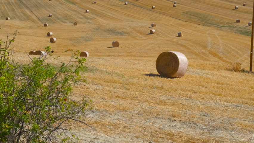 Golden wheat field with hay bales in tuscany. Revealing shot of a vast tuscan countryside with rolling golden hills dotted with round hay bales after harvest, showing a beautiful landscape