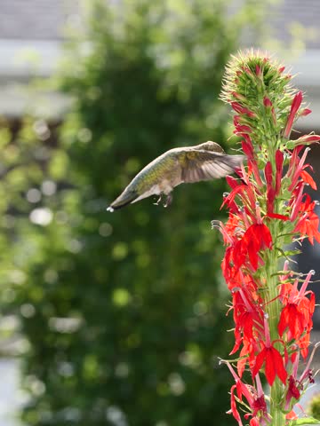 Ruby-throated Hummingbird feeding on red flowers
