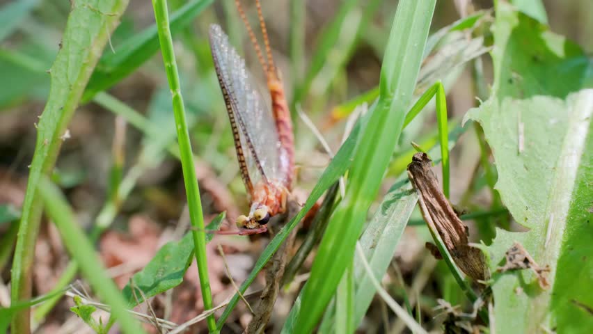 Mayfly Resting on Woodland Grass Macro Nature Video