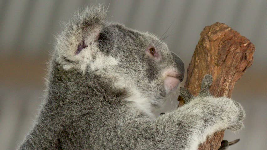 Close-up of a wild koala climbing a tree branch in South West Rocks, Australia.