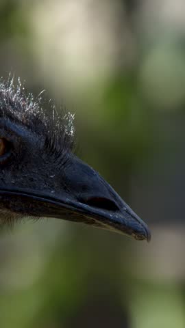 Detailed profile shot of an emu head with blinking eye in Sancrox, New South Wales.