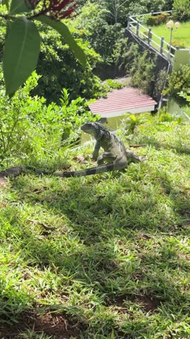 Iguana roaming on hill side