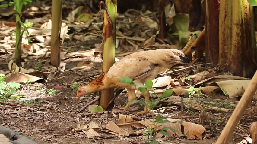 Free range chicken foraging naturally among banana trees in peaceful tropical backyard garden environment