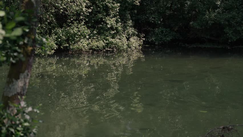 White blossoming shrubs line riverbank with still water reflection
