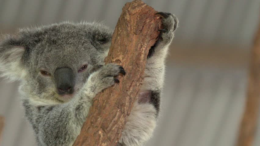Close-up of a koala clinging to a branch while resting in New South Wales, Australia.
