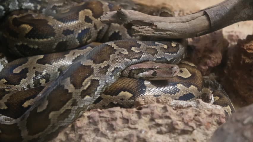 The green anaconda (Eunectes murinus)