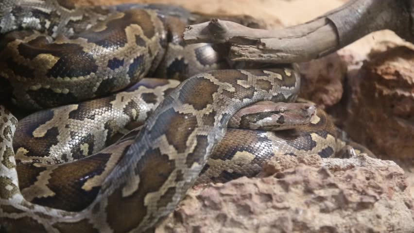 The green anaconda (Eunectes murinus)