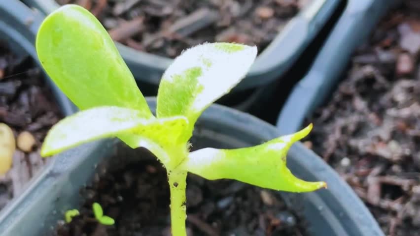 tiny plants sprouting and growing  small leaves seedling