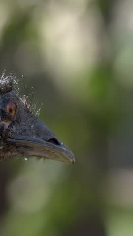 Detailed profile shot of an emu blinking and looking around in Sancrox, New South Wales.