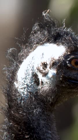 Detailed profile shot of an emu